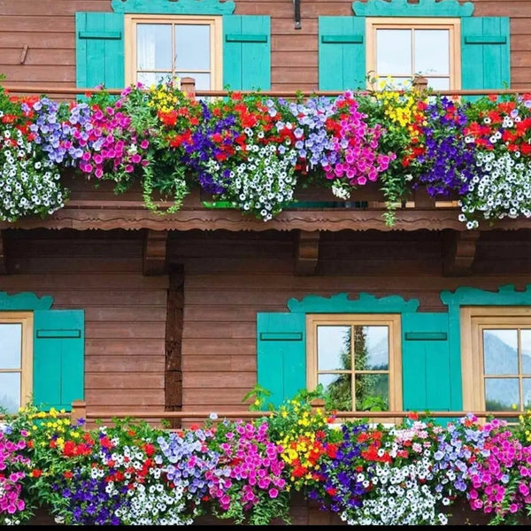 Mix Colour Morning Glory Mix Flower Seeds For Home Garden